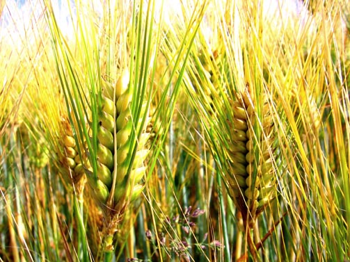 grano