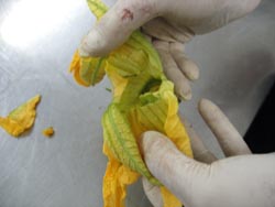 Fiori di zucchina ripieni in pastella 1